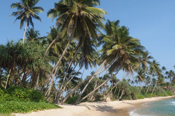 Plaz Sri Lanka